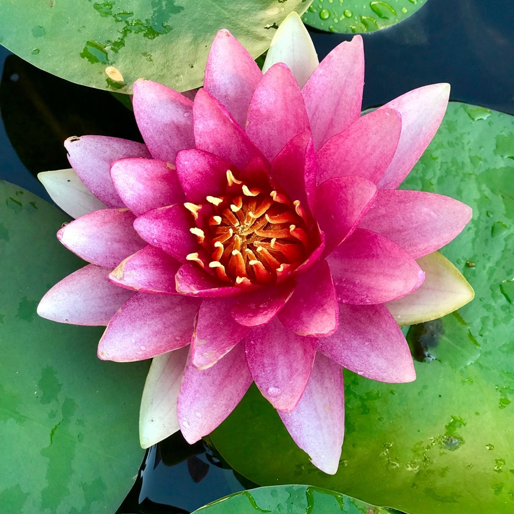 Meet your Posher, Randi